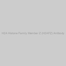 Image of H2A Histone Family Member Z (H2AFZ) Antibody